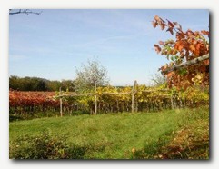 Vinograd (barve na Krasu)